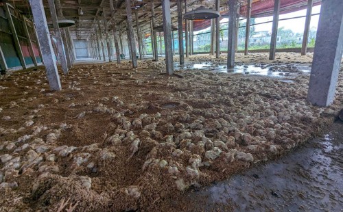 প্রবল ঝড়-বৃষ্টিতে মারা গেল ৩ হাজার মুরগির বাচ্চা 