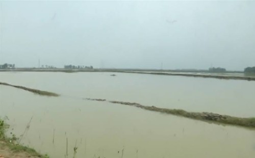 ভেসে গেল হাজার বিঘা মাছের ঘের, নিঃস্ব চাষিরা 