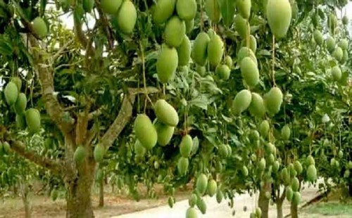 ইউরোপ যাচ্ছে রাজশাহীর আম 'ক্ষীরশাপাতি' 