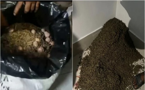 শিক্ষার্থীদের দেখে গাঁজার বস্তা ফেলে দৌড়ে পালালো মাদক কারবারি 