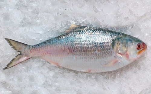 খুশি মনে ইলিশ কিনতে গিয়ে বিমুখ হয়ে ফিরছে মানুষ 