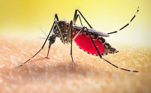 আগস্টে বেড়েছে ডেঙ্গু রোগী 