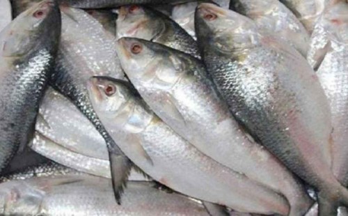 ইলিশ পাঠাতে ভারতের আবদার 