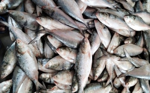 ভারতে পাচারের সময় ৮৯৫ কেজি ইলিশ জব্দ 