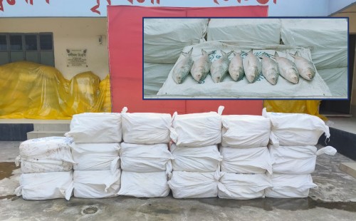 ভারতে পাচারের সময় কুমিল্লায় ৪৪০ কেজি ইলিশ জব্দ 