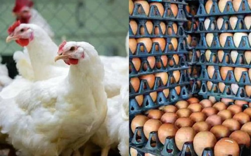 সরকারের বেঁধে দেওয়া দামে মিলছে না ডিম-মুরগি 