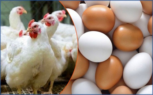 ডিম-মুরগির সিন্ডিকেট ধরতে ১৫ দিনের আল্টিমেটাম 