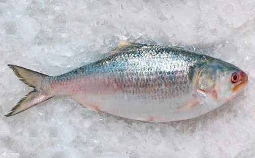 দুই দিনে ভারতে গেল ১০১ মেট্রিক টন ইলিশ 