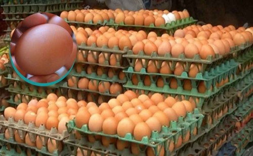 সাড়ে ৪ কোটি ডিম আমদানি করবে সাত প্রতিষ্ঠান 