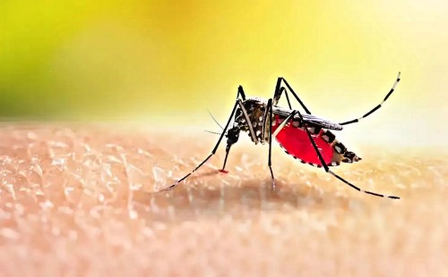 ডেঙ্গু প্রতিরোধে সতর্কতা ও করণীয় 