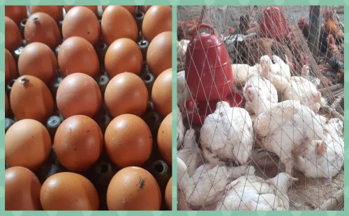 ডিম-মুরগির দাম নিয়ে ক্রেতা-বিক্রেতাদের মিশ্র প্রতিক্রিয়া 