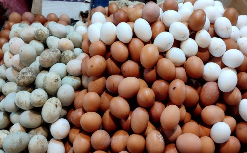 কমেছে ডিমের দাম 