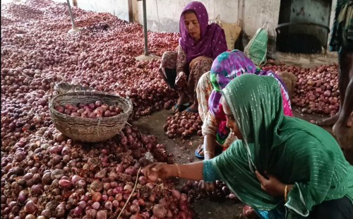 পেঁয়াজের কেজি ২০ টাকা! 
