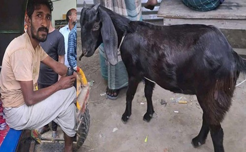 লুঙ্গি থেকে বের হলো ছাগল! 