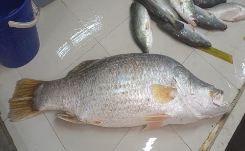 ১৮ কেজির কোরাল বিক্রি হলো ২০ হাজারে 