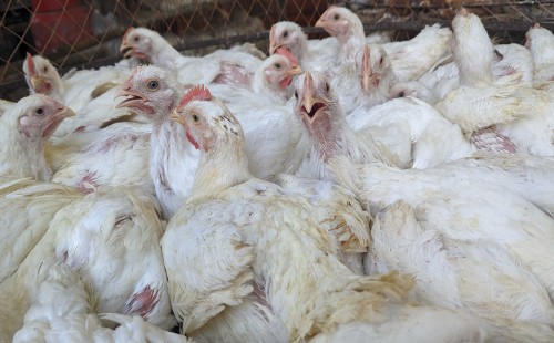 ডিমের দামে স্বস্তি, ফের অস্থির মুরগির বাজার 