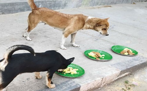 ১৫টি কুকুরকে তিন মাস খাওয়ানোর শর্তে ফেনীতে আসামির মুক্তি 