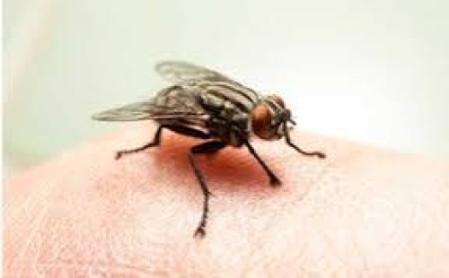 ঘর থেকে মাছি তাড়াবেন যেভাবে 