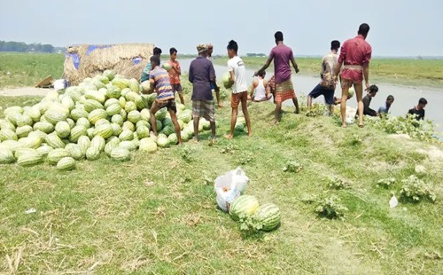 বিএনপি নেতাকর্মীদের বিরুদ্ধে তরমুজ লুট ও পরিবহন বাধার অভিযোগ 