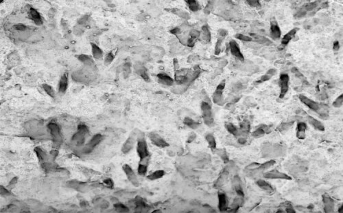 ডাইনোসরের পায়ের ছাপ! 