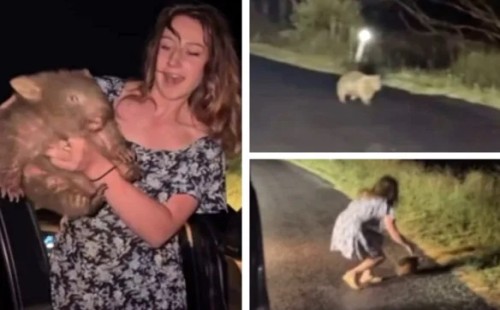 ওমব্যাট কোলে তুলে বিপাকে মার্কিন ইনফ্লুয়েন্সার 