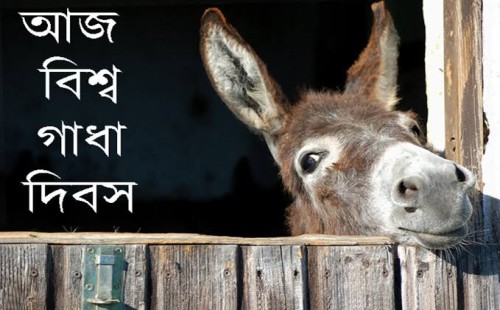 আজ বিশ্ব গাধা দিবস 