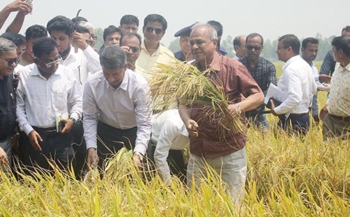 সীমান্ত নিরাপদ, ধান কাটায় বাধা নেই: স্বরাষ্ট্র উপদেষ্টা 