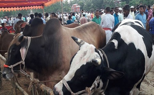 রাজধানীতে কোরবানির হাট বসবে যেসব স্থানে 