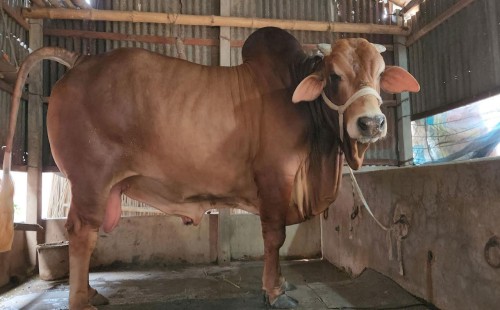 রাজবাড়ীর ২০ মণের ‘রাজা’ গরুর দাম ৮ লাখ টাকা 