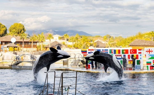 ওরকার ভিডিও, বিশ্বে উদ্বেগ 