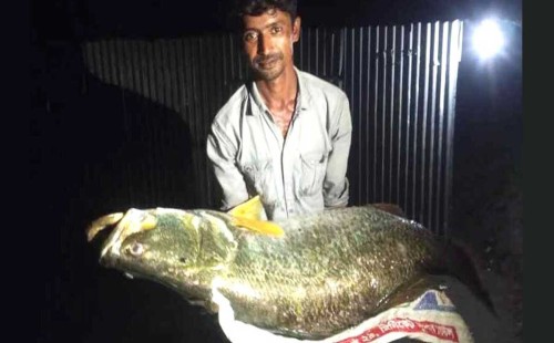 মেঘনায় ধরা পড়ল ২৫ কেজির কোরাল, বিক্রি হলো ২৬ হাজার টাকায় 
