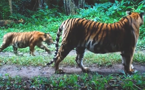 প্রকৃতিতে হরিণ ছাড়ছে থাইল্যান্ড 