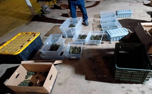 মেক্সিকোতে ৩,৪০০টি বাচ্চা কচ্ছপ উদ্ধার 