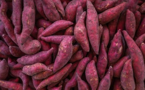 জেনে নিন প্রতিদিন মিষ্টি আলু খাওয়ার উপকারিতা 