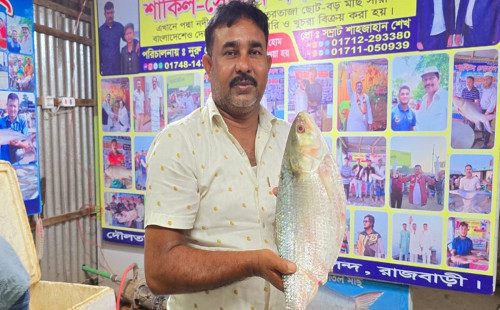 দৌলতদিয়ায় এক ইলিশের দাম সাড়ে ১৪ হাজার টাকা 