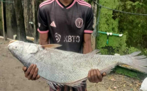১৮ কেজি ‘কালা পোপা’ মাছ বিক্রি ৯৫ হাজার টাকায় 