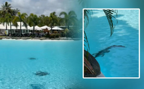 অস্ট্রেলিয়ায় হোটেলের সুইমিংপুলে কুমির 