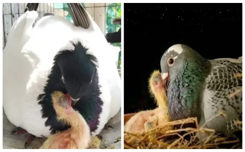 পাখি হয়েও দুধ দেয় কবুতর 