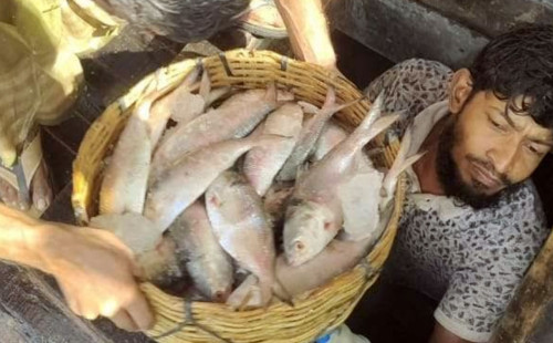 বরগুনায় ১৪০ মণ ইলিশ সাড়ে ৩১ লাখ টাকায় বিক্রি 