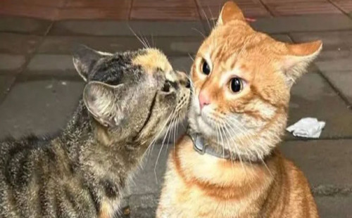 প্রাণীদের প্রথম চুম্বন ২ কোটি ১০ লাখ বছর পুরোনো