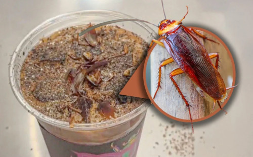 চীনে ভাইরাল ‘তেলাপোকা কফি’ 