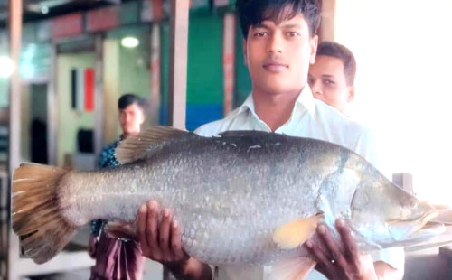নোয়াখালীতে দুই কোরাল ১৮ হাজার টাকায় বিক্রি 