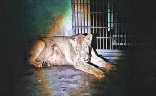 খাঁচা বন্ধ করতে ভুলে যাওয়ায় বেরিয়ে পড়েছিল সিংহী ‘ডেইজি’, কর্মচারী বরখাস্ত 