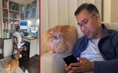 তারেক রহমানের সঙ্গে দেশে ফিরছে প্রিয় পোষা বিড়াল ‘জেবু’ 