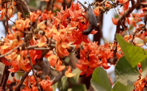 ফাগুনের প্রথম দিন ও ভালোবাসা দিবস আজ 