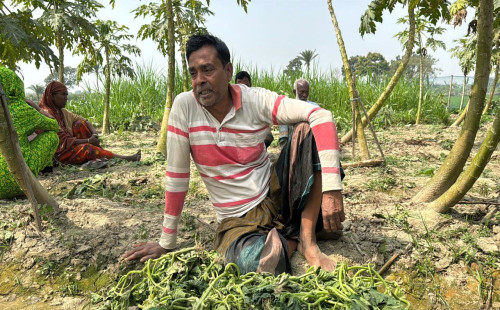 কৃষকের আড়াই বিঘা শসাক্ষেত কেটে নষ্ট করল দুর্বৃত্তরা 