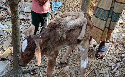 লালমোহনে ৬ পা বিশিষ্ট বাছুরের জন্ম 