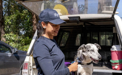 অস্ট্রেলীয় প্রশিক্ষিত কুকুরের অবসর 
