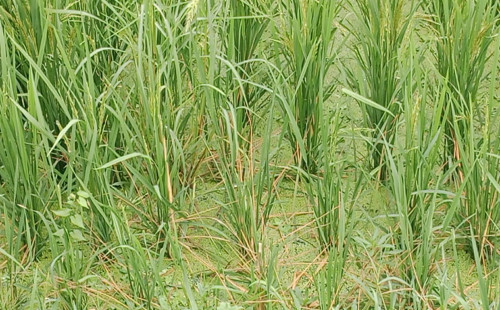 ব্রাহ্মণপাড়ায় বোরো ধানে ব্লাস্ট রোগ, দুশ্চিন্তায় কৃষক 