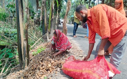 দাম না পেয়ে আলু ফেলে দিচ্ছেন কৃষক, ক্ষতির পরিমাণ ১ হাজার কোটি টাকা 